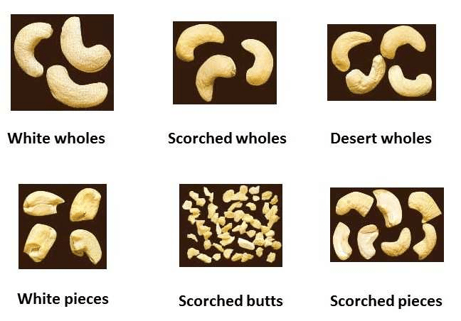 cashew-grades-bharat-kheti