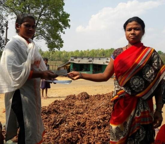 अब 25 नहीं 31 लघु वनोपजों की होगी समर्थन मूल्य पर खरीदी