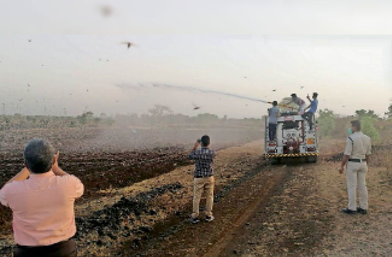 टिड्डी पर स्प्रे-पंपों से छिड़काव