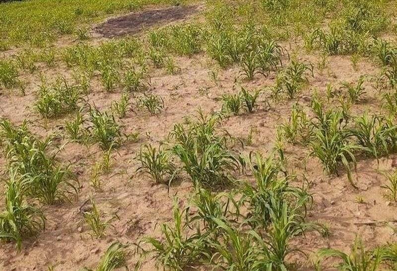 नेपियर ग्रास बढ़ा रहा आय का जरिया