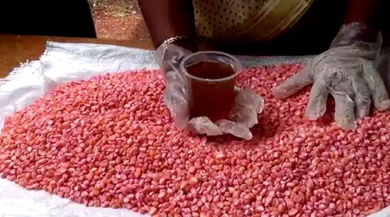 बीज और मिट्टी जनित रोगों से फसल को बचाने के लिए बीजोपचार जरूरी