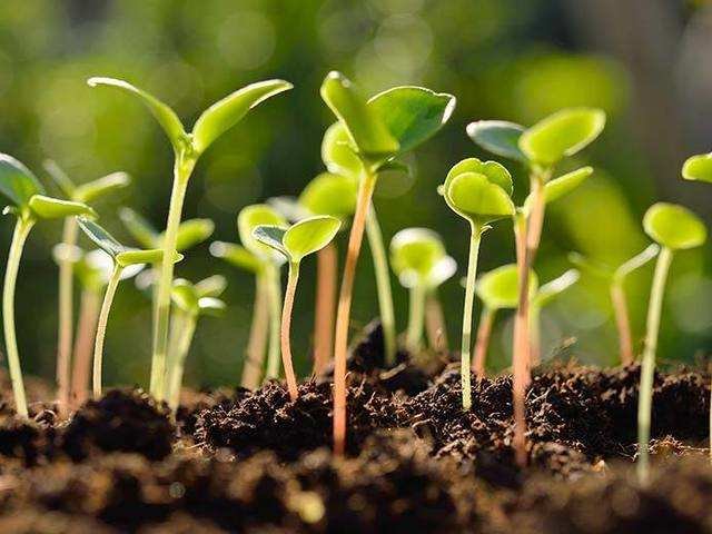 बीज खेती का मूल आधार