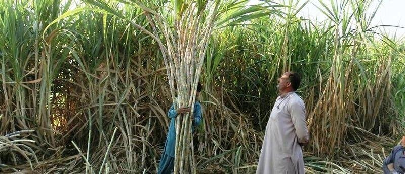यूपी में गन्ना किसानों पर आफत
