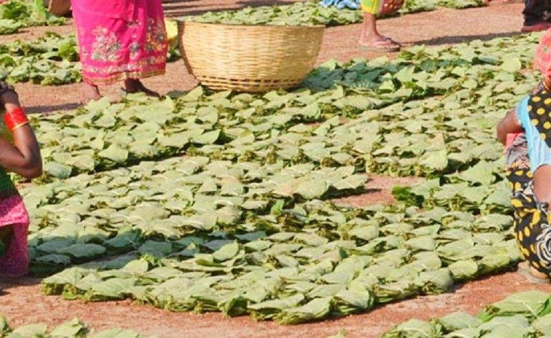 वनवासियों के लिए संजीवनी है तेंदूपत्ता संग्रहण