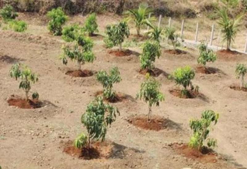 वृक्षारोपण अभियान