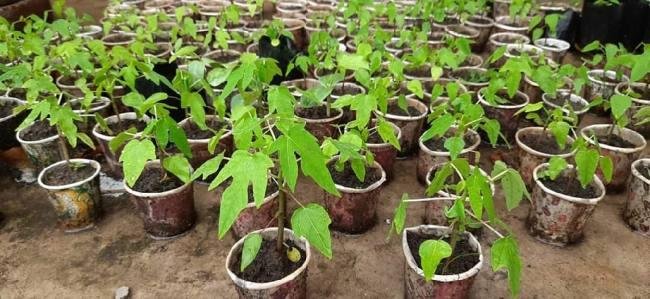 शुरू की गमले में पपीते की खेती