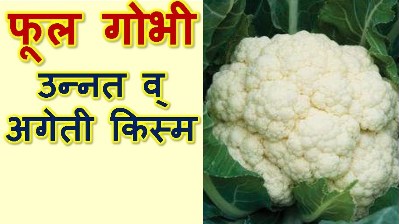 अगेती गोभी की खेती