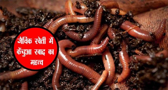 सब्जियों की खेती के लिए काफी फायदेमंद है केंचुआ खाद
