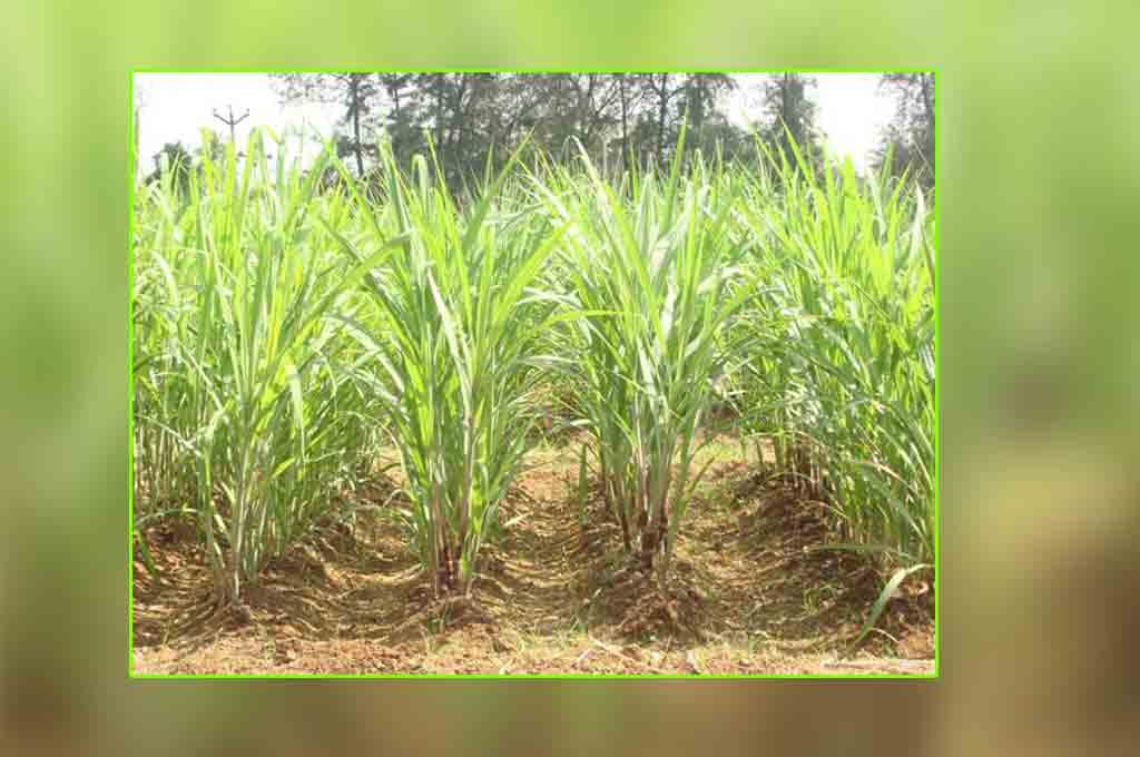 वैज्ञानिक खेती