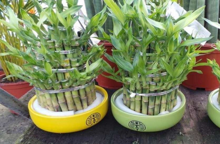 बांस के पौधे