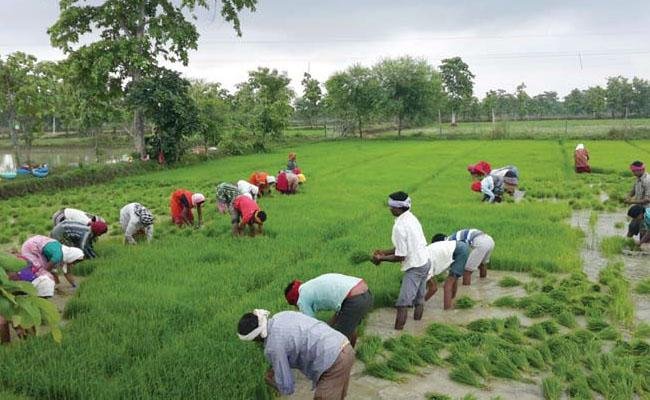 उदार कृषि नीति से बढ़ रहा धान का रकबा