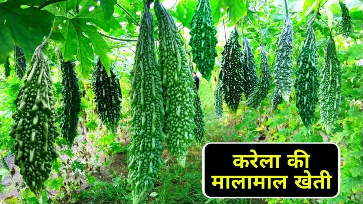 करेला की खेती