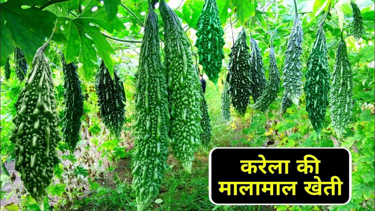 करेला की खेती