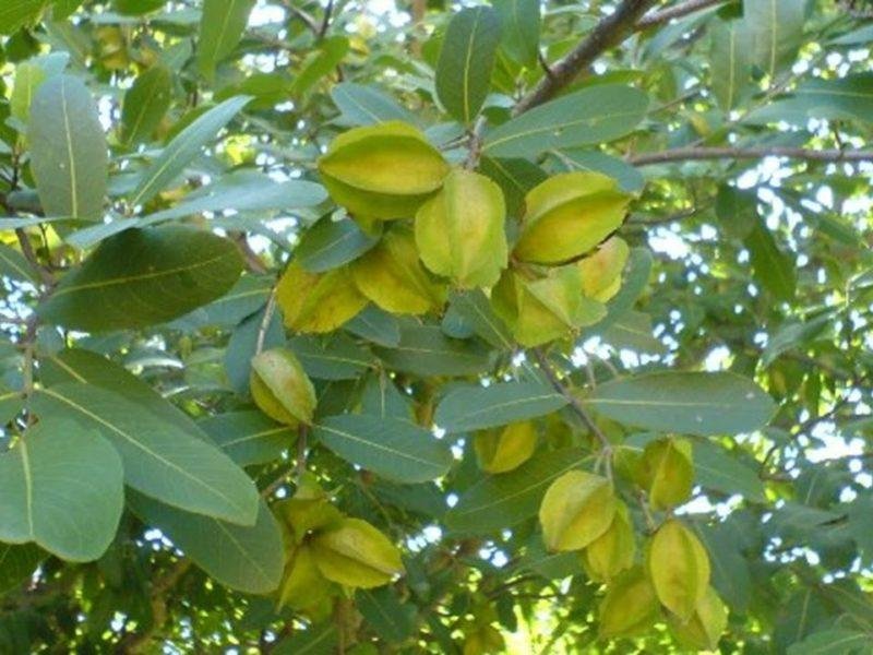 अर्जुन के पेड़