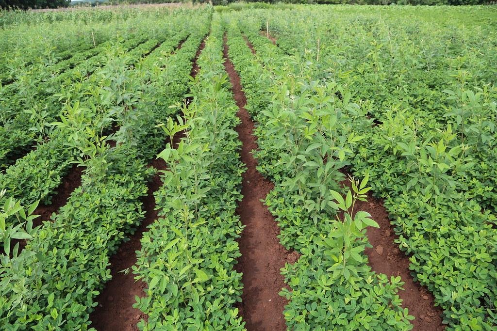 अरहर की खेती