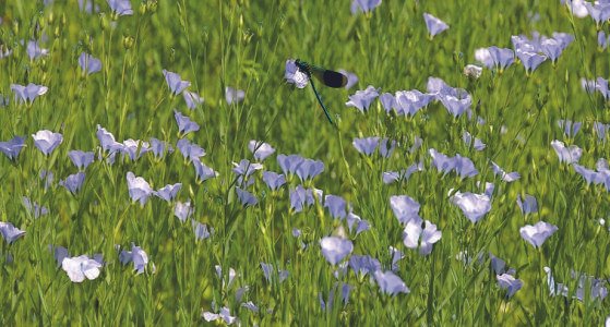 अलसी की खेती