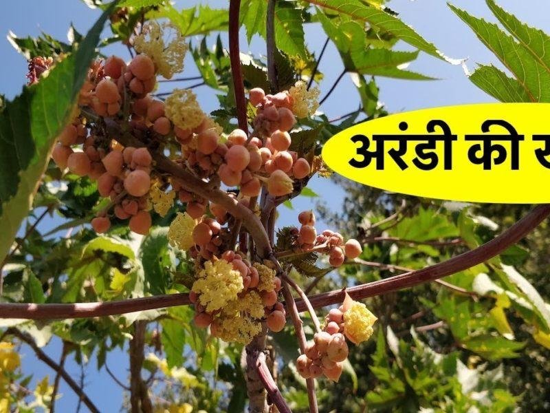 अरण्डी की खेती