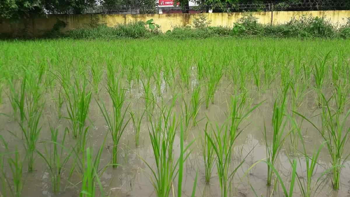धान की बीमारियों एवं कीटों का करते रहें लगातार निरीक्षण...