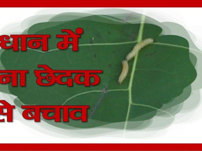 धान में तना छेदक