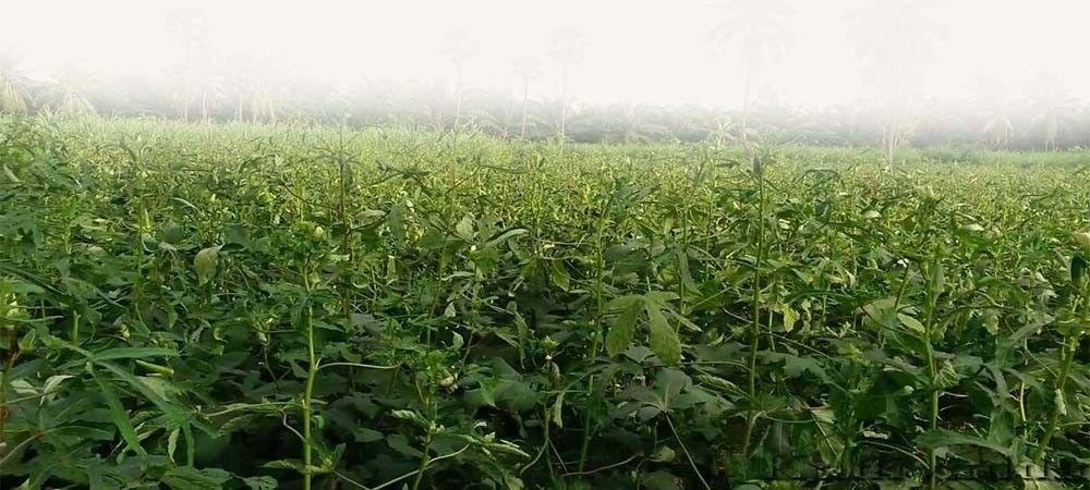 bhindi - भिंडी