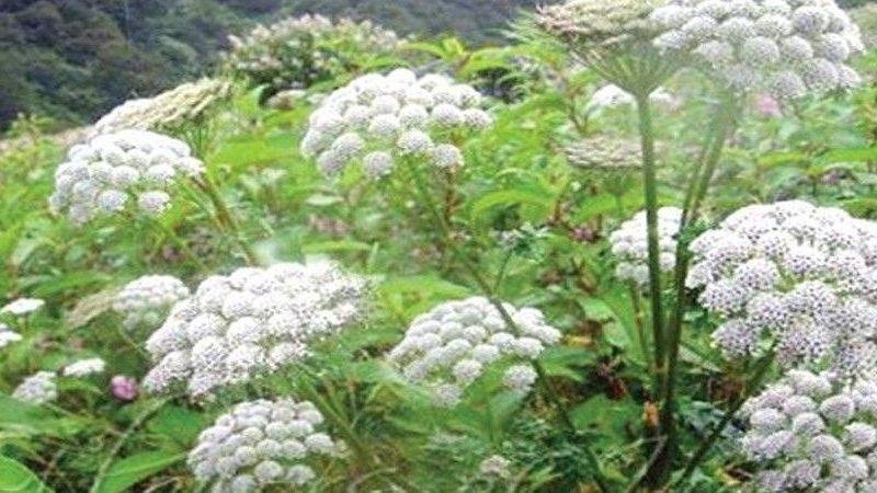 ऐसे करें अजवाइन की खेती