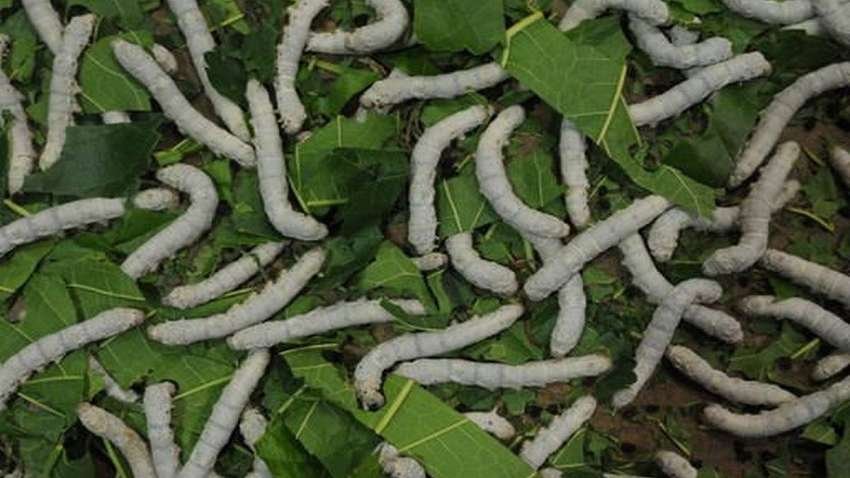 रेशम कीट पालन