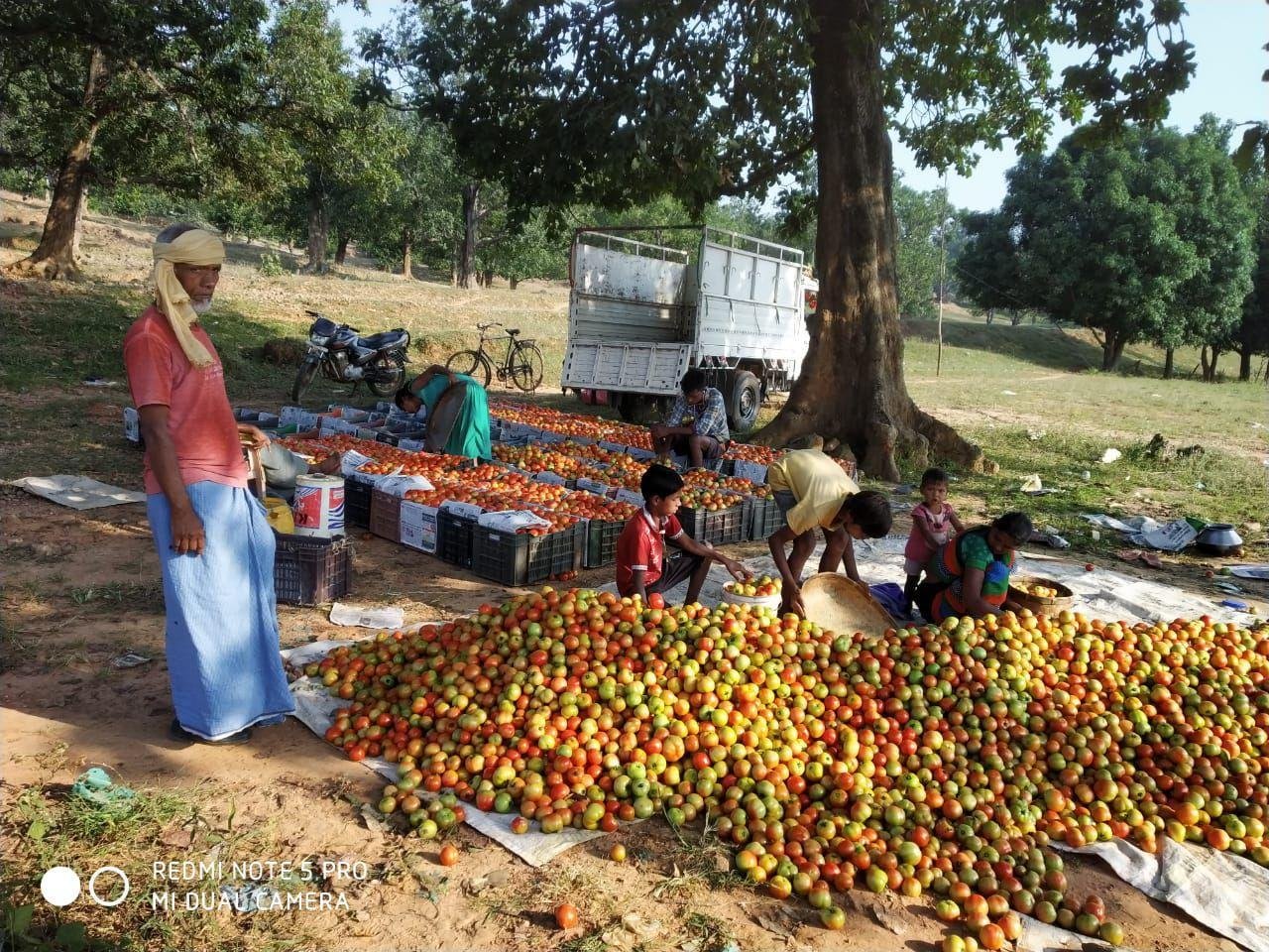 बाड़ी विकास कार्यक्रम का लाभ उठाकर ग्रामीण किसान आर्थिक समृद्धि की ओर अग्रसर हो रहे हैं।