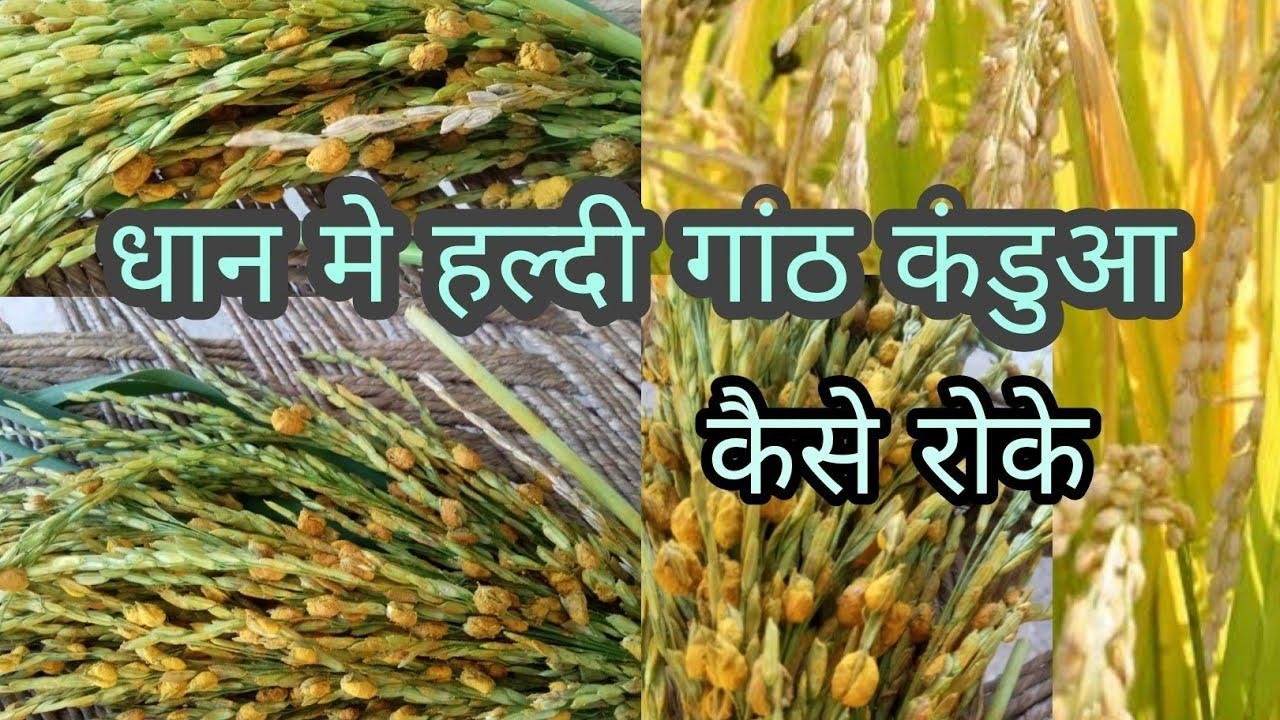 धान में आभासी कंडवा