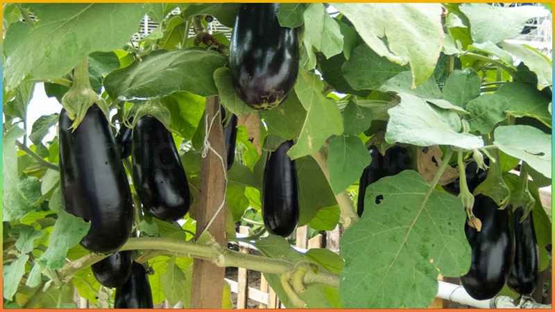 बैंगन की खेती
