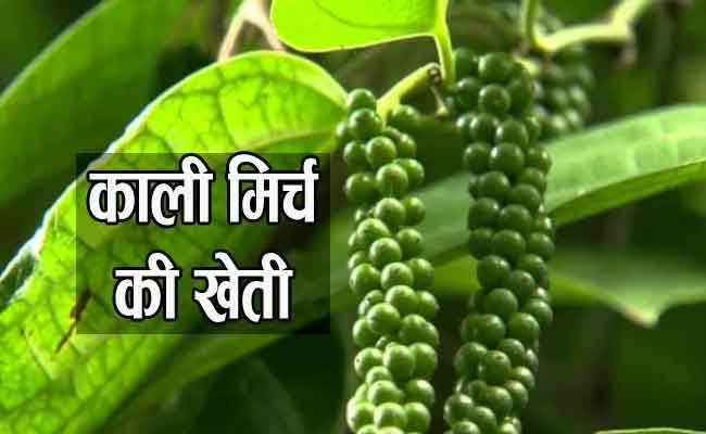 kali mirchi ki kheti