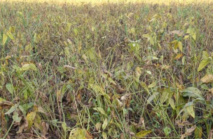 इस राज्य में कीट व्याधि से प्रभावित किसानों को हर हालत में मिलेगी पूरी सहायता