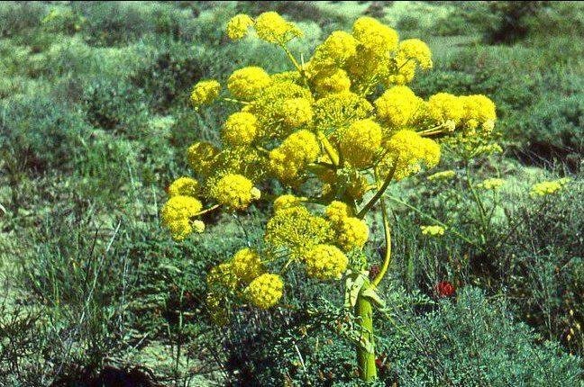 हींग की खेती