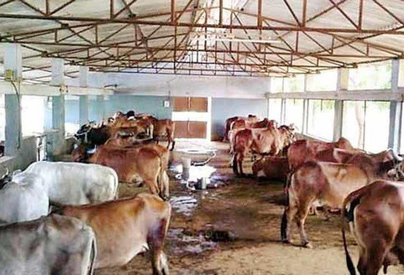 सरकार की इस योजना से पशुपालकों को मिल रहा दोहरा लाभ...जानना चाहेंगे कैसे