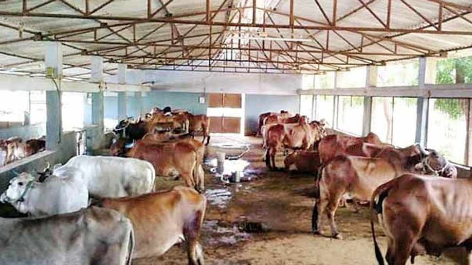 सरकार की इस योजना से पशुपालकों को मिल रहा दोहरा लाभ...जानना चाहेंगे कैसे