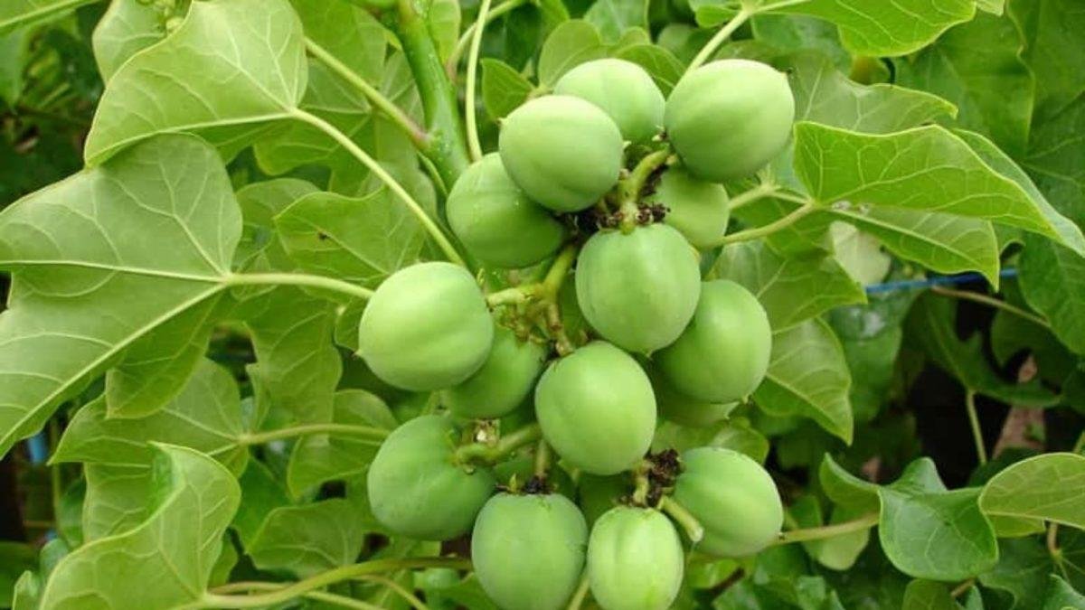 जेटोफा(रतनजोत) प्लान्टेशन योजना राजस्थान सरकार