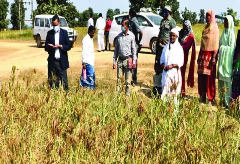 रागी की खेती के साथ ही मछली पालन, मुर्गी पालन