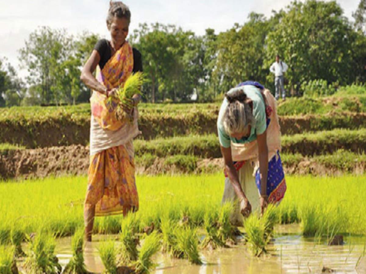 Crop Loan Scheme In Assam