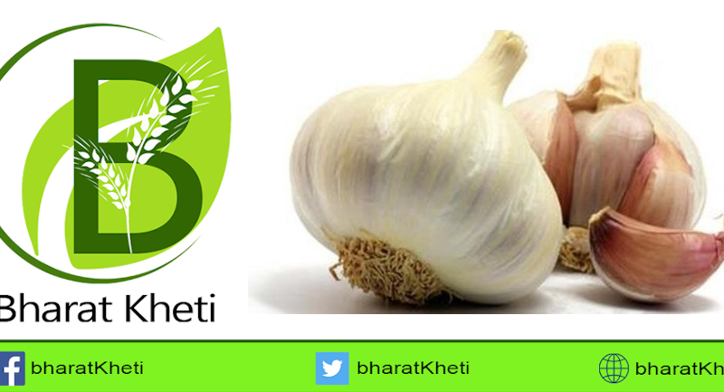 लहसुन की खेती