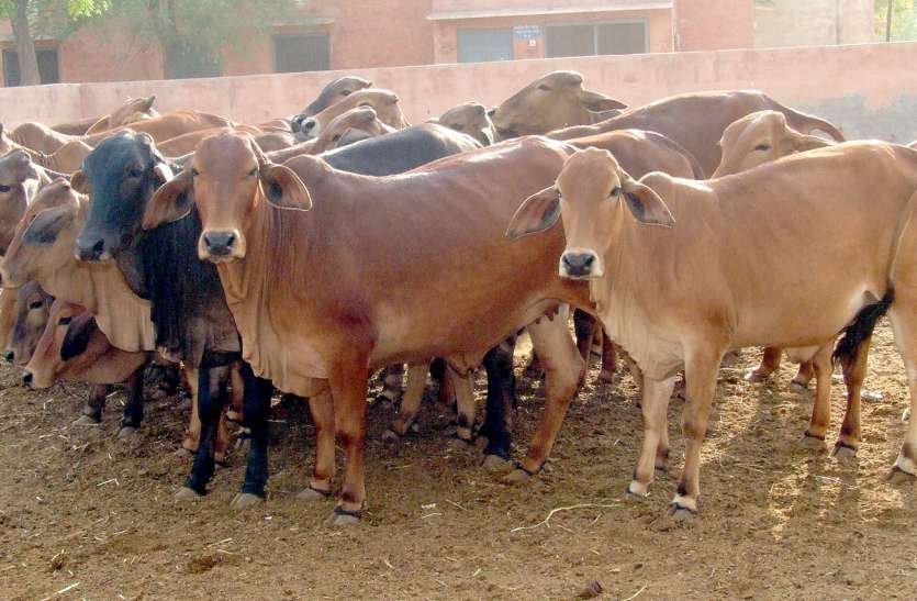 पशुपालन