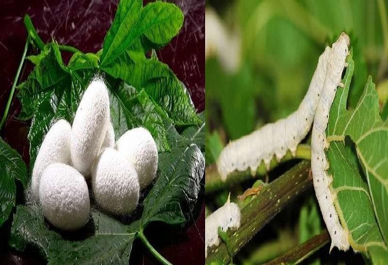 रेशम कीट पालन योजना