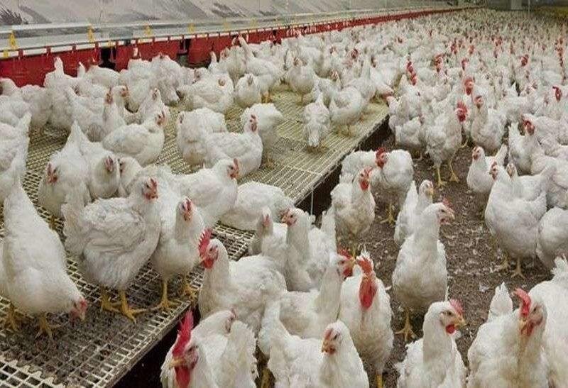 मुर्गी पालन योजना राजस्थान सरकार