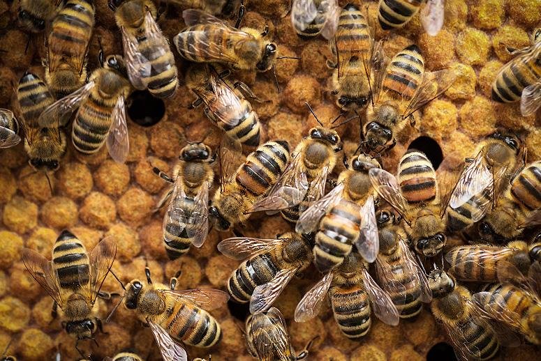 Maun Palan Scheme UP