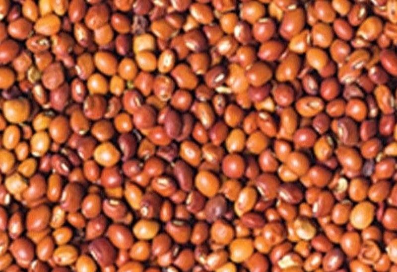 अरहर का बीज