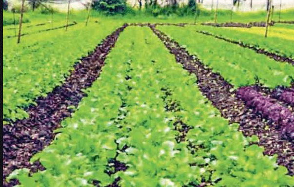 प्राकृतिक खेती