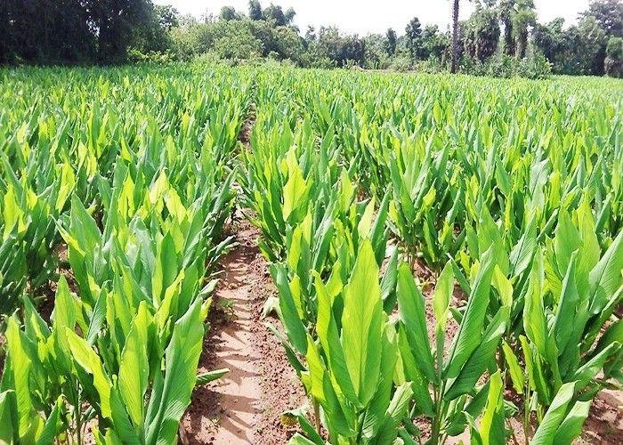 पड़त भूमि पर हल्दी उत्पादन