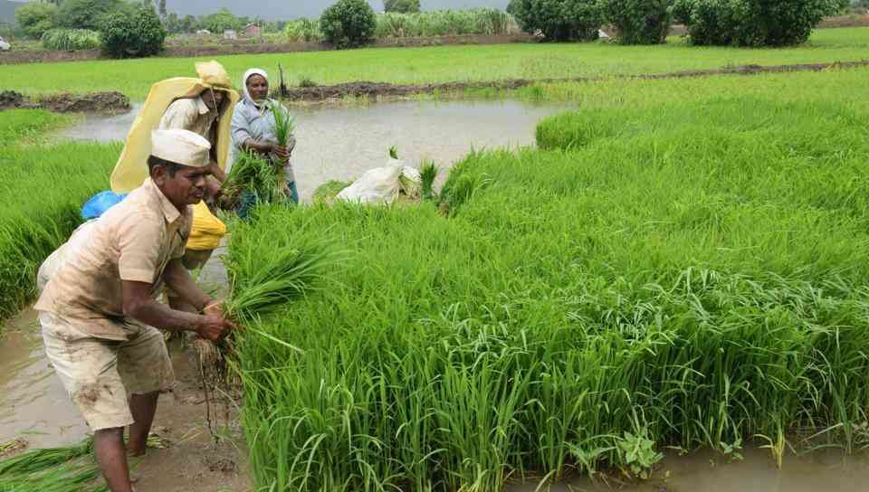 Rajasthan Farm Loan Waiver Scheme