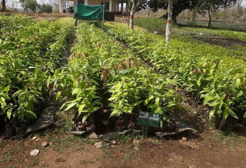 Fal Podh Ropana Yojana