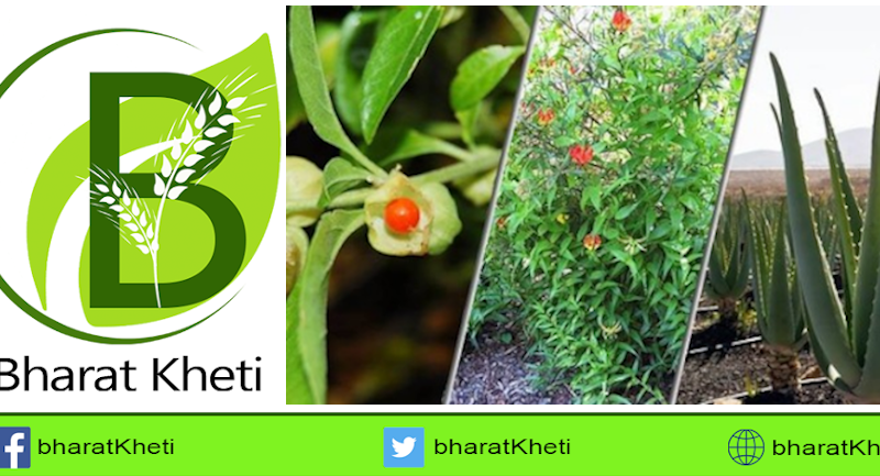 औषधि एवं सुगंधित पौधों की खेती