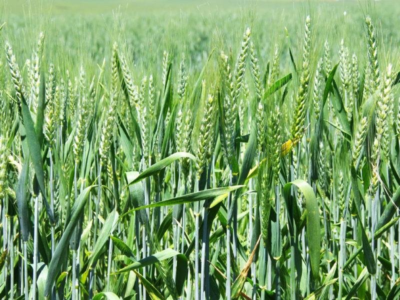 गेहूं की फसल लगाने की सोच रहे हैं तो रखें इन बातों का ध्यान...