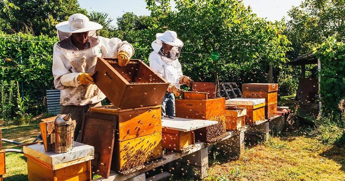 मधु-मक्खी पालन योजना राजस्थान सरकार
